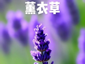 薰衣草实验室入口隐藏 2024——一款神秘而独特的香薰产品，带你领略薰衣草的浪漫与芬芳