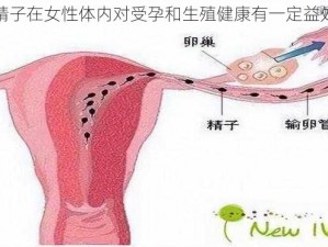 精子在女性体内对受孕和生殖健康有一定益处