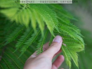 海角含羞草国内麻豆——一款备受欢迎的植物，可用于观赏和药用