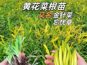 忘忧草直播：一款涵盖多种精彩内容的在线直播平台，让你随时随地尽享视觉盛宴