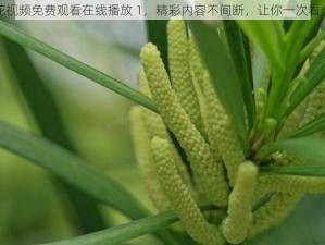 野花视频免费观看在线播放 1，精彩内容不间断，让你一次看个够