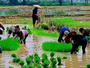 农民四月农忙时节：春耕播种、田间管理正当时