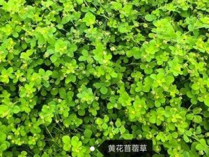 野草乱码一二三四区别，你真的了解吗？