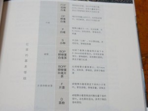 乒乓大魔王玩家实战技巧全解析：从基础到进阶的全面指南