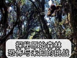 光之子梅西尔德森林：穿越森林的秘密之旅探秘之篇