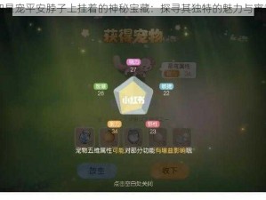 四星宠平安脖子上挂着的神秘宝藏：探寻其独特的魅力与寓意