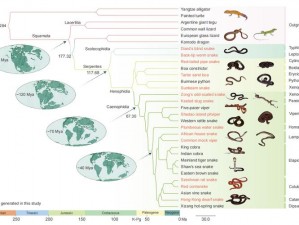 沙包蛇的进化等级与成长路径探究