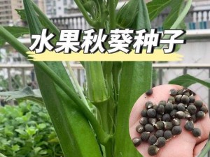 秋葵丝瓜茄子草莓榴莲樱桃—秋葵丝瓜茄子草莓榴莲樱桃，你喜欢哪种蔬菜和水果？