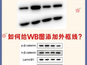 一款能撒尿的 WBWBWB 毛，你值得拥有