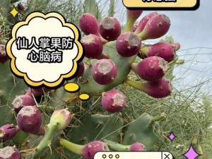 幻塔维拉秘境揭秘：仙人掌果实获取攻略全解析