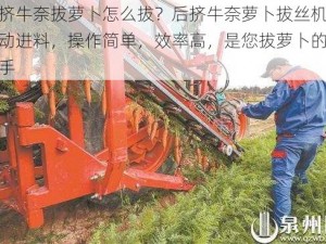 后挤牛奈拔萝卜怎么拔？后挤牛奈萝卜拔丝机，自动进料，操作简单，效率高，是您拔萝卜的好帮手