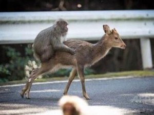 震惊小日本做爰竟如此疯狂