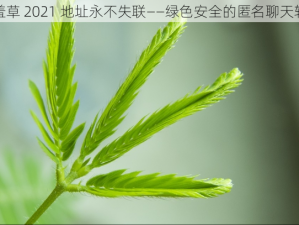 含羞草 2021 地址永不失联——绿色安全的匿名聊天软件