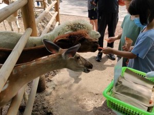 小森生活霓影羊驼刷新地点揭秘：探索自然奥秘，发现羊驼足迹的隐藏之处