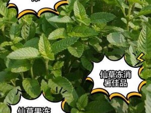 仙草绮罗郁金香：辅助修炼的极品仙草，唐三抓往宁荣荣两山峰