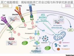 死亡细胞模组：揭秘细胞凋亡的全过程与科学研究新进展