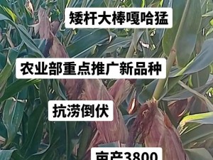 多 P 大杂交玉米种，根系发达、抗旱耐涝、抗倒抗病