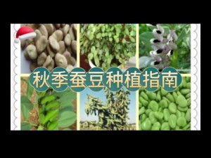 天生不凡剑客：职业技能详解与实战攻略指南