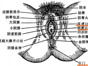 尿道口旁边是女性尿道口的位置