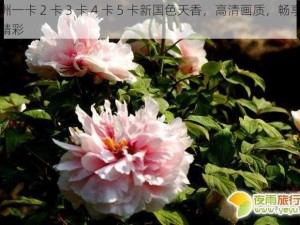 亚洲一卡 2 卡 3 卡 4 卡 5 卡新国色天香，高清画质，畅享无限精彩