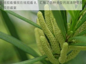 野花视频在线观看播放在线观看 8，汇聚了各种类型的高清野花视频，让你随时随地享受视觉盛宴