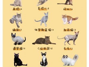 喵与筑：解锁更多猫咪秘籍金币不足应对策略大揭秘