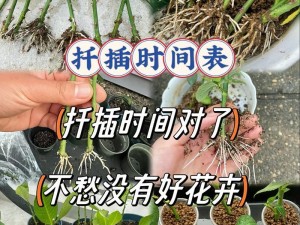 72 种 45 分钟法式扦插方式浙江，高效生根，成活率高，四季可用