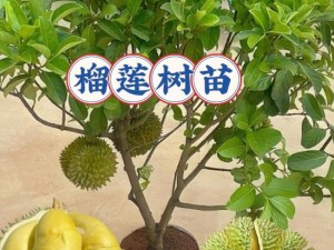 榴莲推广 app 网站入口官网，是一款功能强大的推广工具，能够帮助用户快速提升产品曝光率