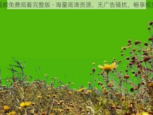 野花视频免费观看完整版 - 海量高清资源，无广告骚扰，畅享视觉盛宴