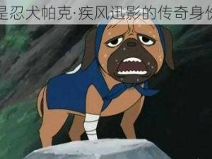 帕克是忍犬帕克·疾风迅影的传奇身份揭秘