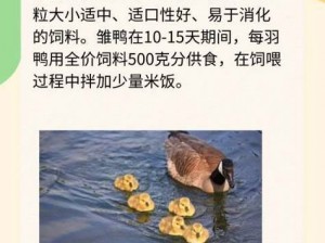 做鸭子如何寻找客源——介绍鸭子品种和养殖技术