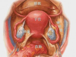 女人的莲花多久闭合，这是一个私密而敏感的话题