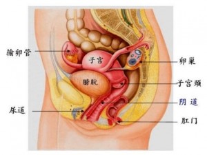 久久国产青偷人人妻，女性健康私密护理专家