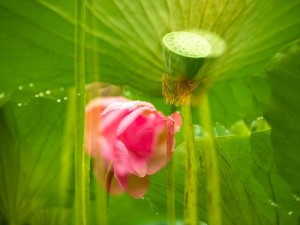 老人船上弄雨荷第 13 集介绍：探寻雨荷的药用价值