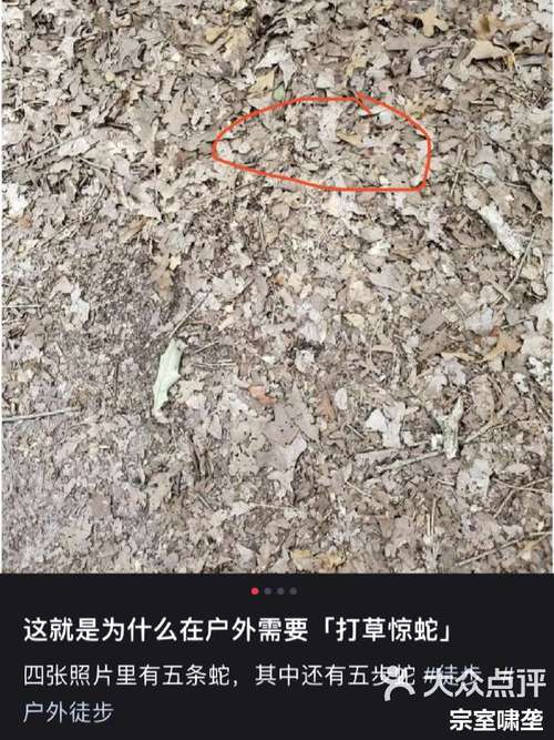 食砖蛇电脑版官方下载地址及完整安装指南