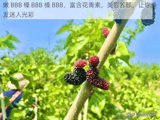 嫩 BBB 槡 BBB 槡 BBB，富含花青素，美容养颜，让你焕发迷人光彩