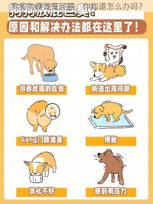 狗狗的硬烫臭问题，你知道怎么办吗？