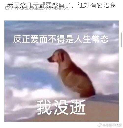 老子这几天都要憋疯了，还好有它陪我