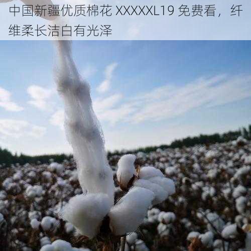 中国新疆优质棉花 XXXXXL19 免费看，纤维柔长洁白有光泽