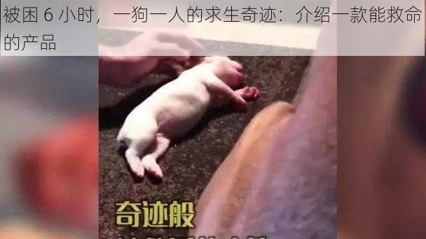 被困 6 小时，一狗一人的求生奇迹：介绍一款能救命的产品