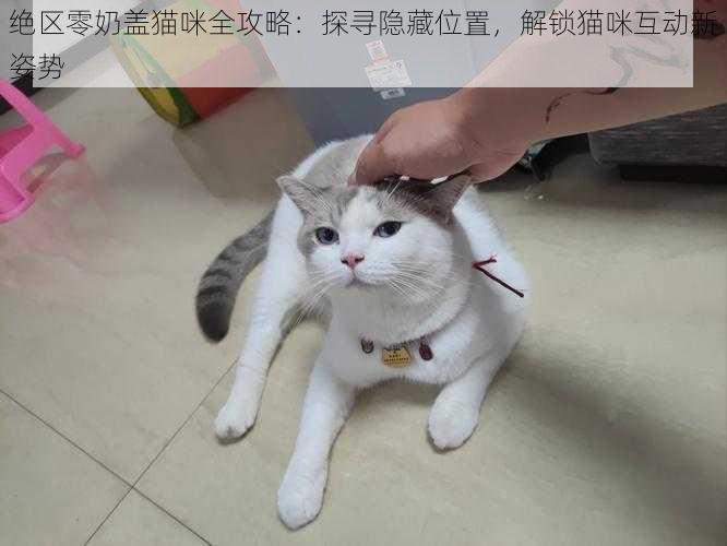 绝区零奶盖猫咪全攻略：探寻隐藏位置，解锁猫咪互动新姿势