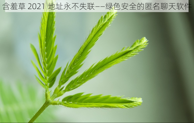 含羞草 2021 地址永不失联——绿色安全的匿名聊天软件