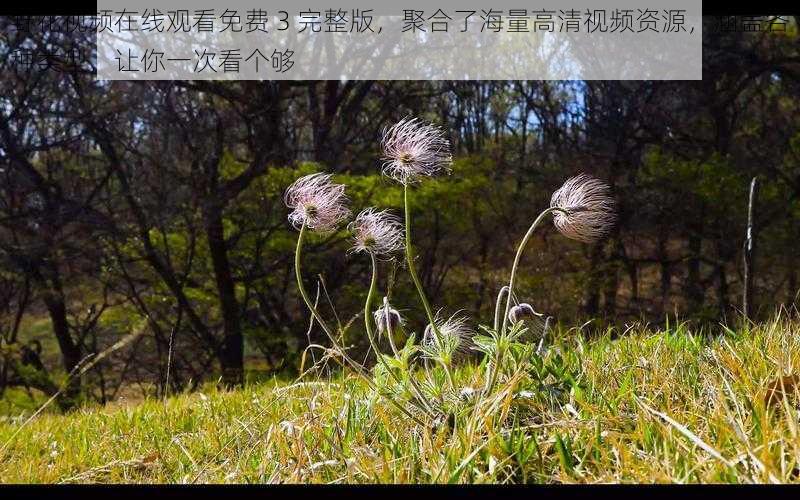 野花视频在线观看免费 3 完整版，聚合了海量高清视频资源，涵盖各种类型，让你一次看个够