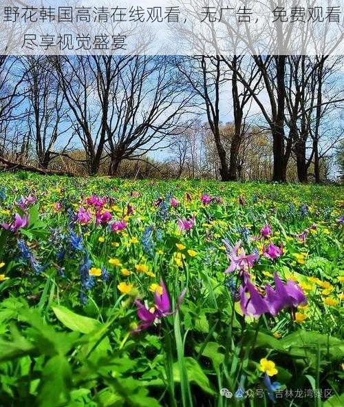 野花韩国高清在线观看，无广告，免费观看，尽享视觉盛宴