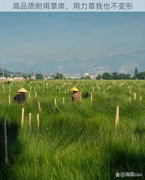 高品质耐用草席，用力草我也不变形