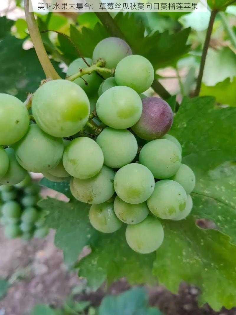 美味水果大集合：草莓丝瓜秋葵向日葵榴莲苹果