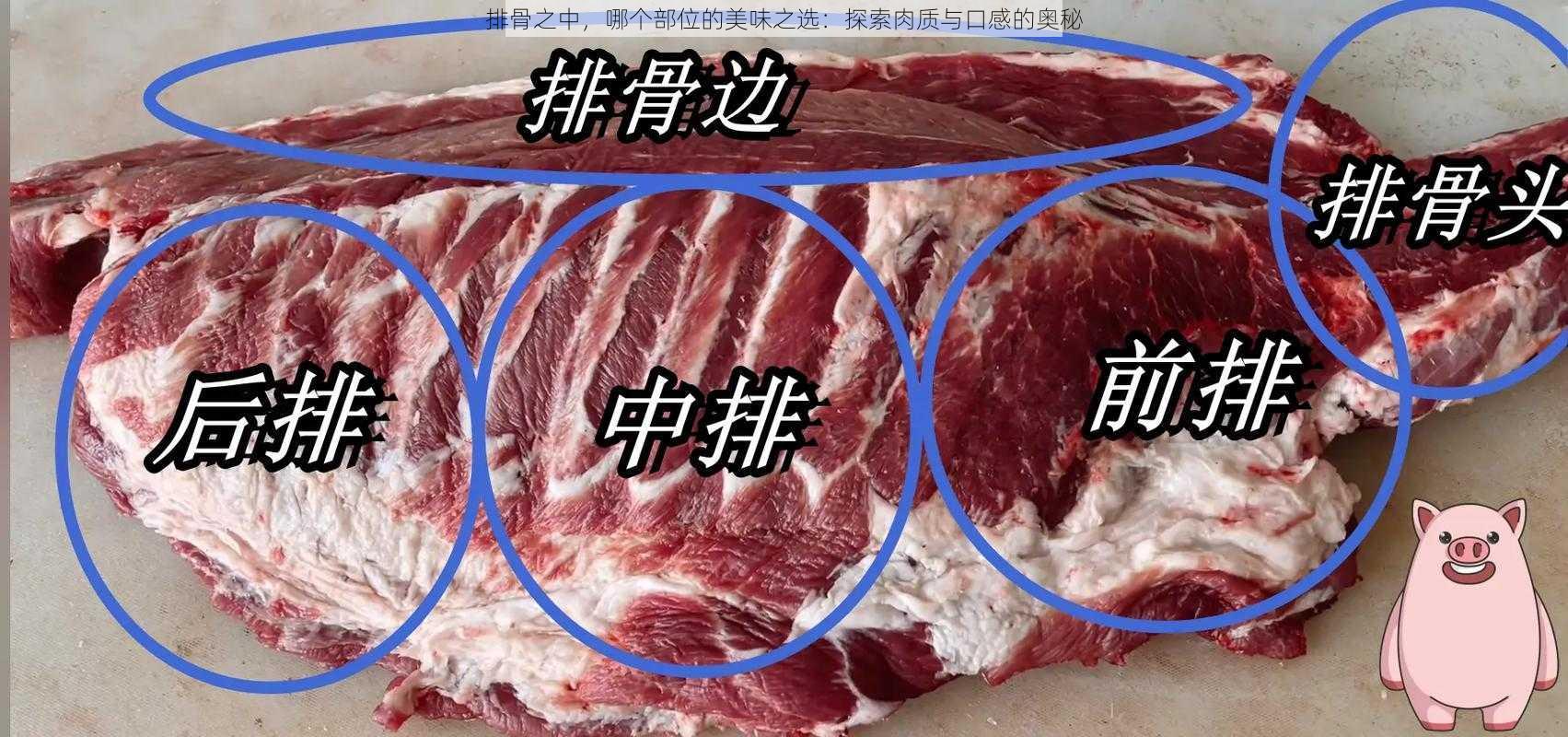 排骨之中，哪个部位的美味之选：探索肉质与口感的奥秘