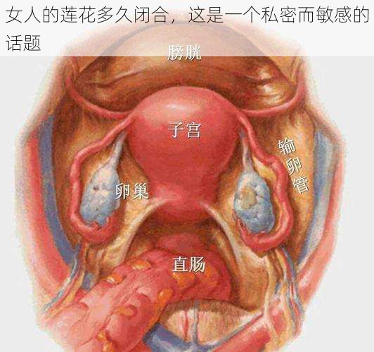 女人的莲花多久闭合，这是一个私密而敏感的话题