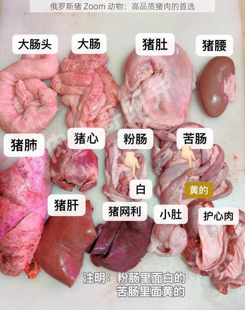 俄罗斯猪 Zoom 动物：高品质猪肉的首选