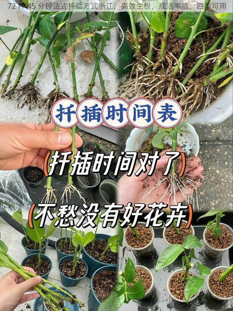 72 种 45 分钟法式扦插方式浙江，高效生根，成活率高，四季可用